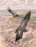 The Raptors Of Arizona - Nature Art by Richard Sloan (1935-2007)